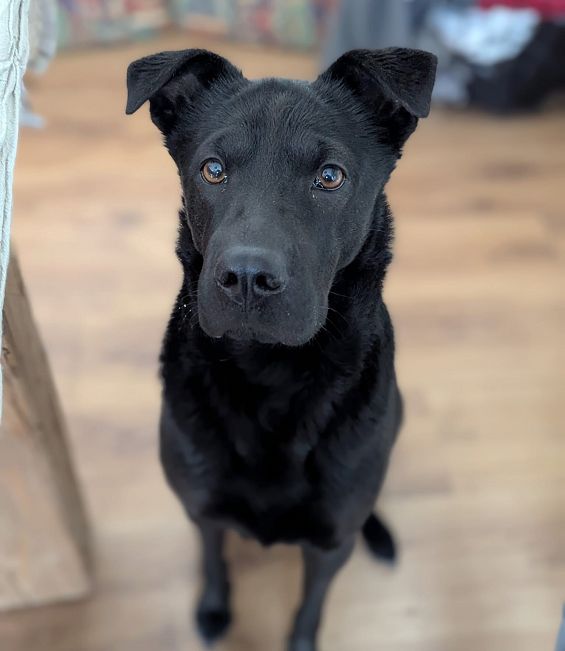 pfotenretterungarn Tia ES (2)