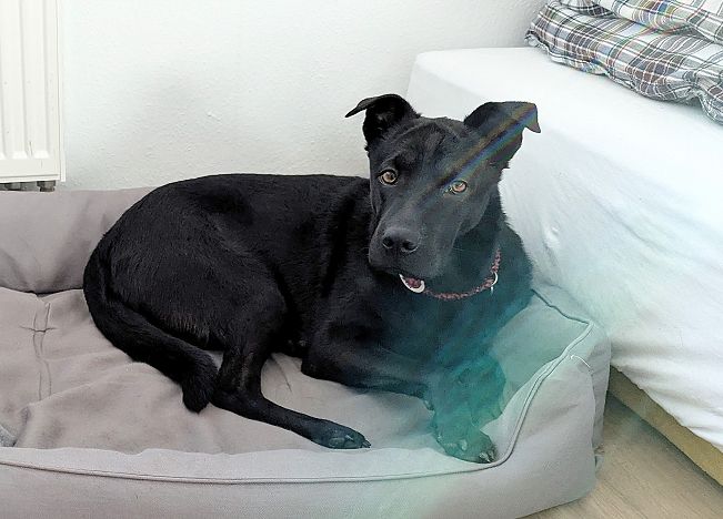 pfotenretterungarn Tia ES (4)