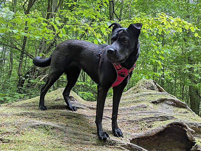 pfotenretterungarn Tia ES (5)