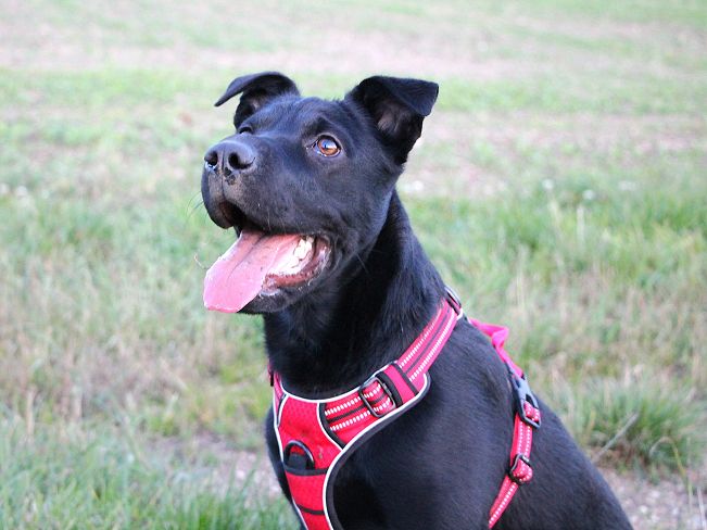 pfotenretterungarn Tia ES (7)