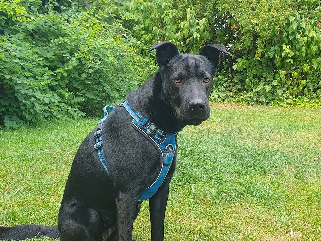 pfotenretterungarn Tia PS (1)