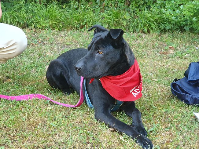 pfotenretterungarn Tia PS (10)