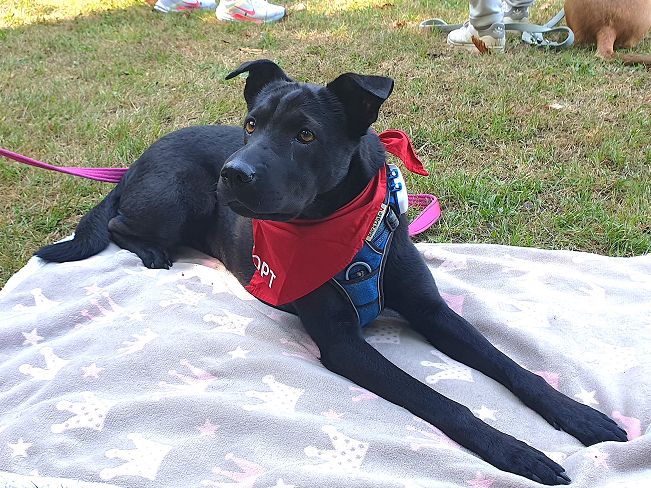 pfotenretterungarn Tia PS (11)