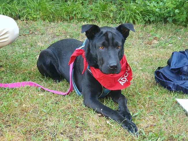 pfotenretterungarn Tia PS (12)