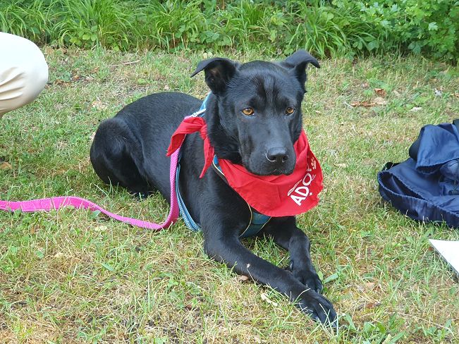 pfotenretterungarn Tia PS (13)