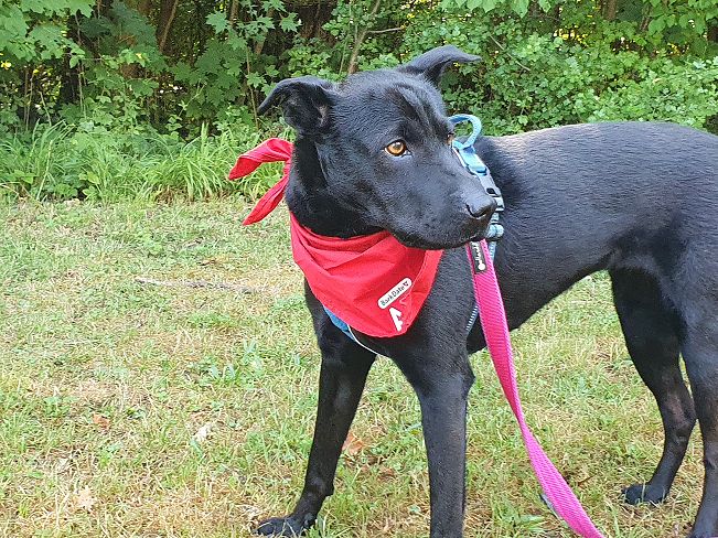 pfotenretterungarn Tia PS (16)