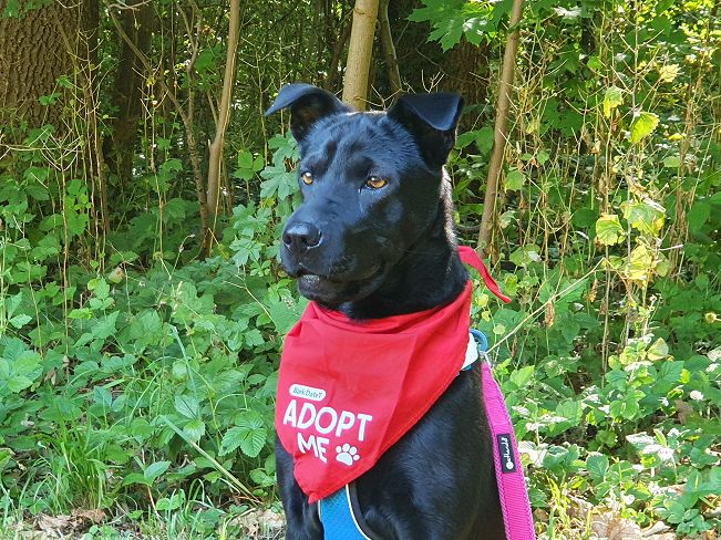 pfotenretterungarn Tia PS (19)