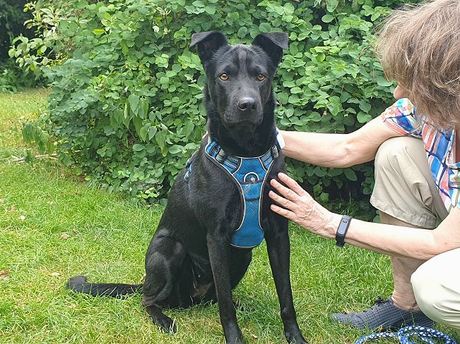 pfotenretterungarn Tia PS (2)