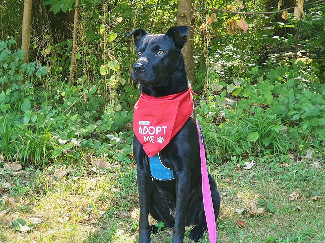 pfotenretterungarn Tia PS (20)