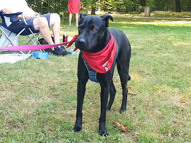 pfotenretterungarn Tia PS (22)