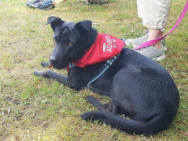 pfotenretterungarn Tia PS (23)