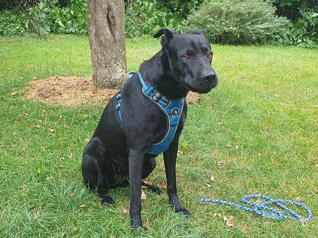 pfotenretterungarn Tia PS (25)