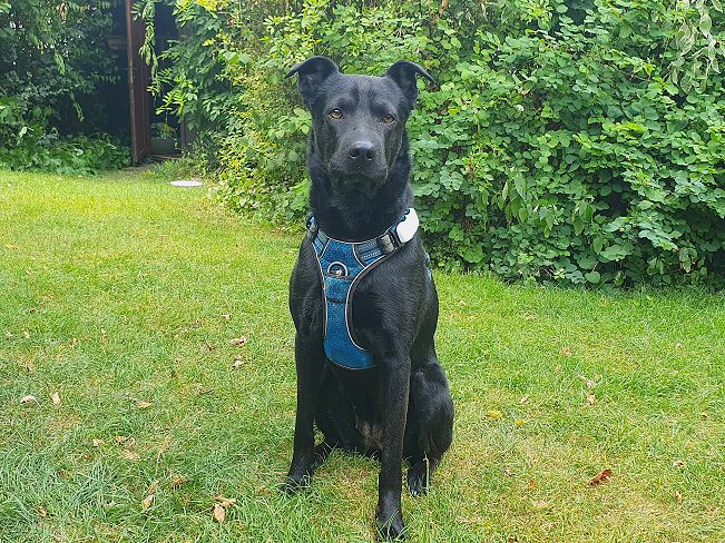 pfotenretterungarn Tia PS (26)