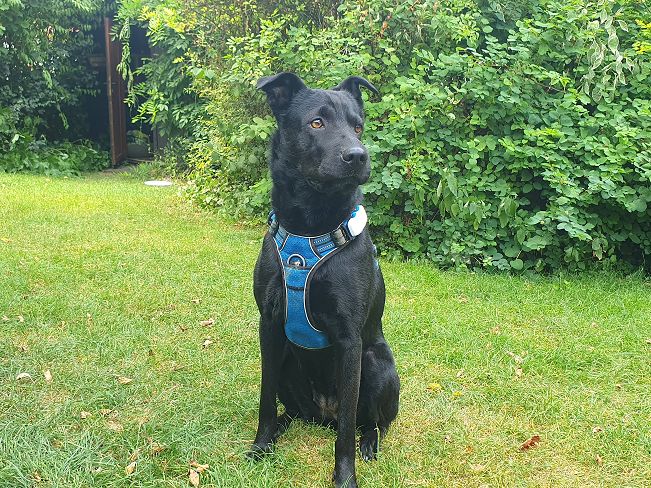 pfotenretterungarn Tia PS (27)