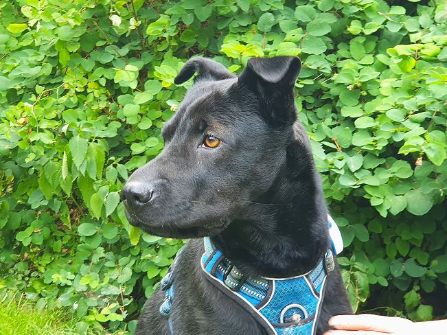 pfotenretterungarn Tia PS (28)