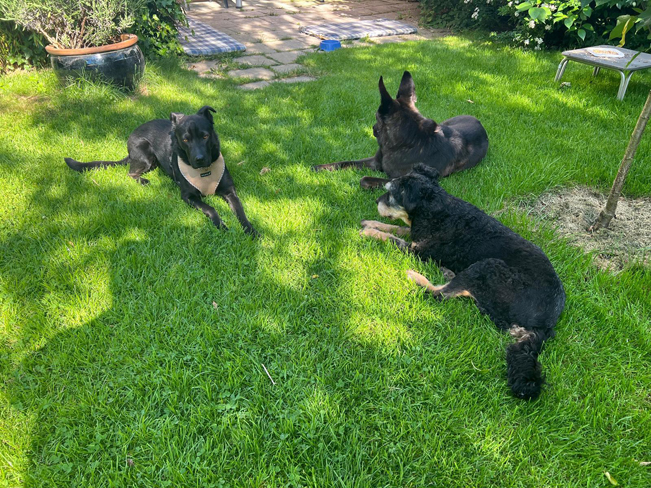 pfotenretterungarn Tia PS (29)