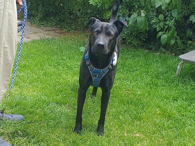 pfotenretterungarn Tia PS (3)