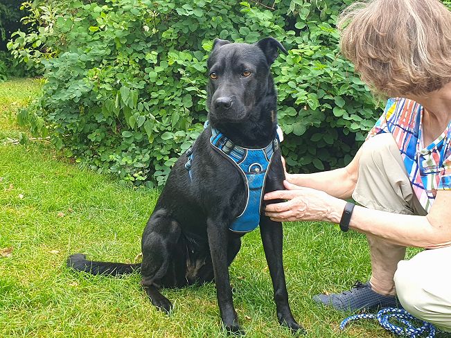 pfotenretterungarn Tia PS (4)