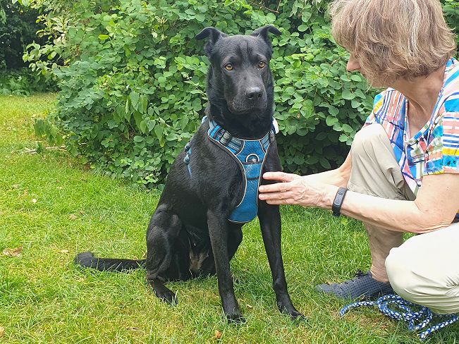 pfotenretterungarn Tia PS (5)