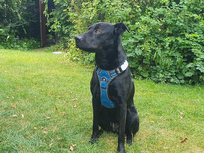 pfotenretterungarn Tia PS (7)