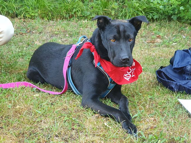 pfotenretterungarn Tia PS (9)