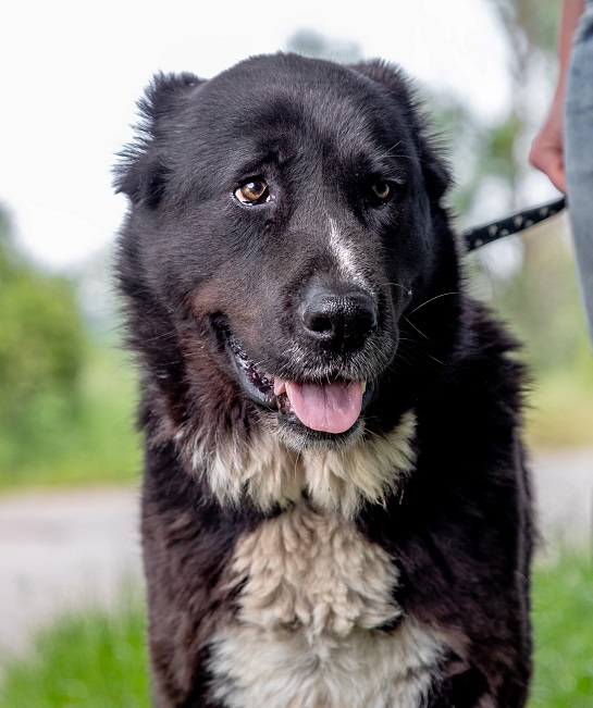 pfotenretterungarn Emmy alt (3)