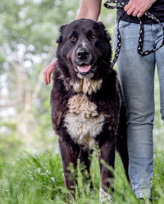 pfotenretterungarn Emmy alt (4)