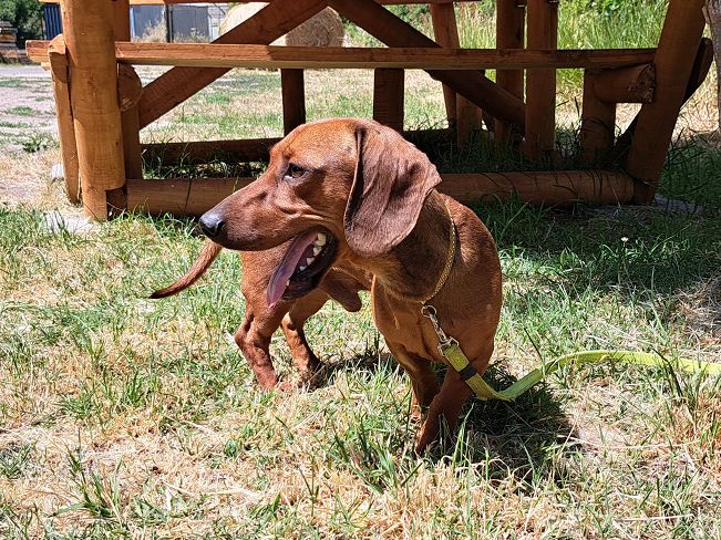 pfotenretterungarn Gizmo (6)