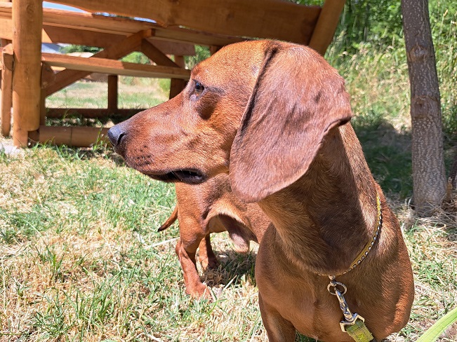 pfotenretterungarn Gizmo (7)