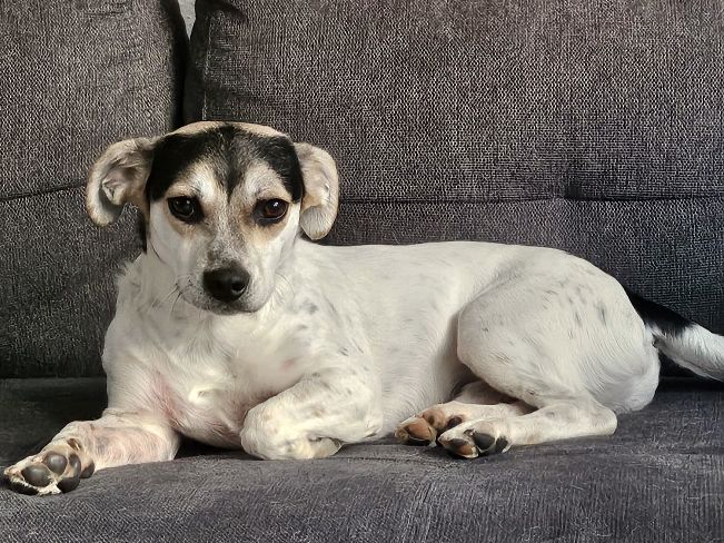 pfotenretterungarn Normy ES (1)