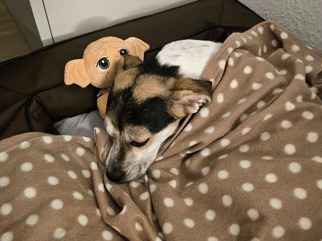 pfotenretterungarn Normy ES (3)