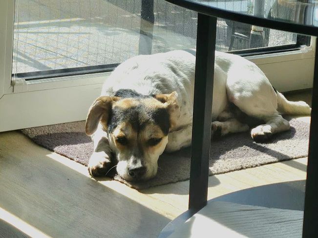 pfotenretterungarn Normy ES (4)