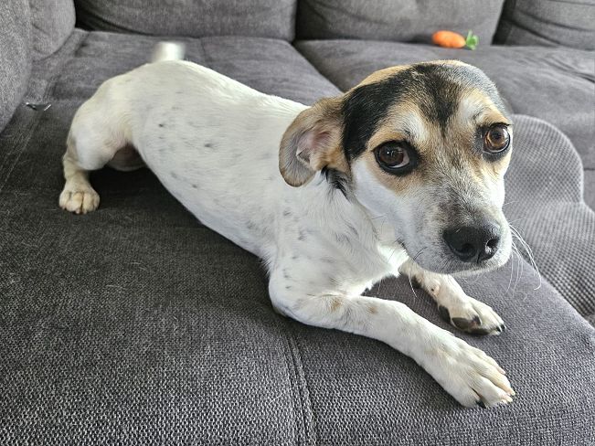 pfotenretterungarn Normy ES (5)