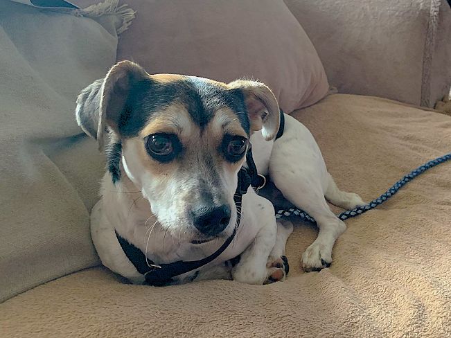 pfotenretterungarn Normy PS (1)