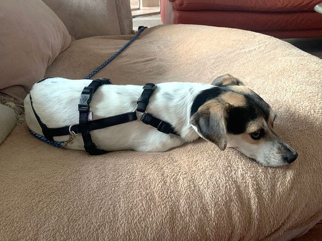 pfotenretterungarn Normy PS (2)