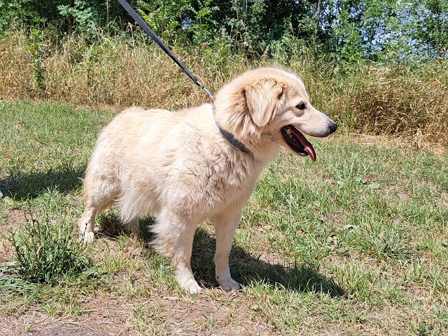 pfotenretterungarn Zoe (3)