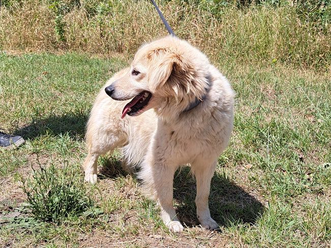 pfotenretterungarn Zoe (4)