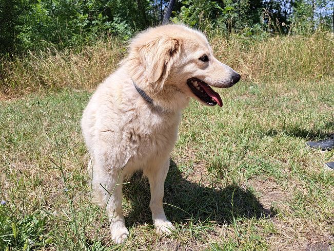pfotenretterungarn Zoe (6)