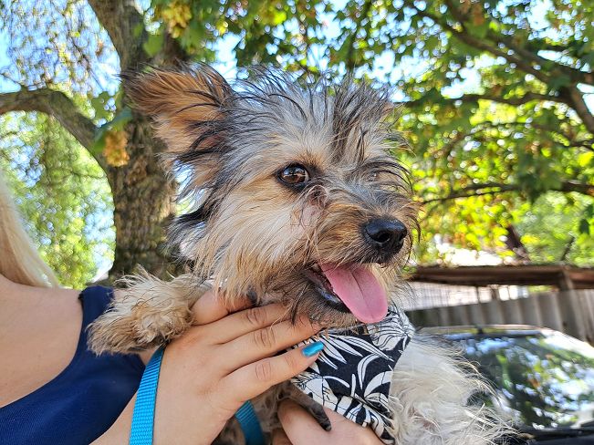 pfotenretterungarn Anahita (1)