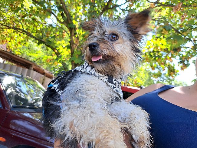 pfotenretterungarn Anahita (10)