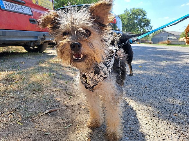 pfotenretterungarn Anahita (11)