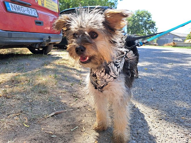 pfotenretterungarn Anahita (2)