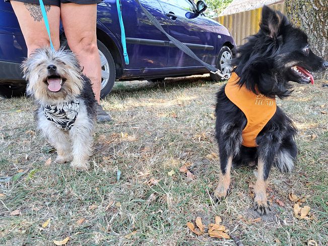 pfotenretterungarn Anahita (6)