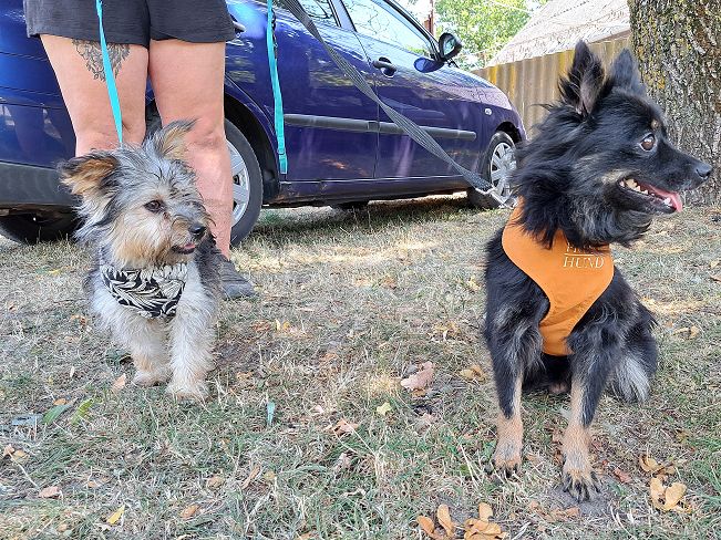 pfotenretterungarn Anahita (7)