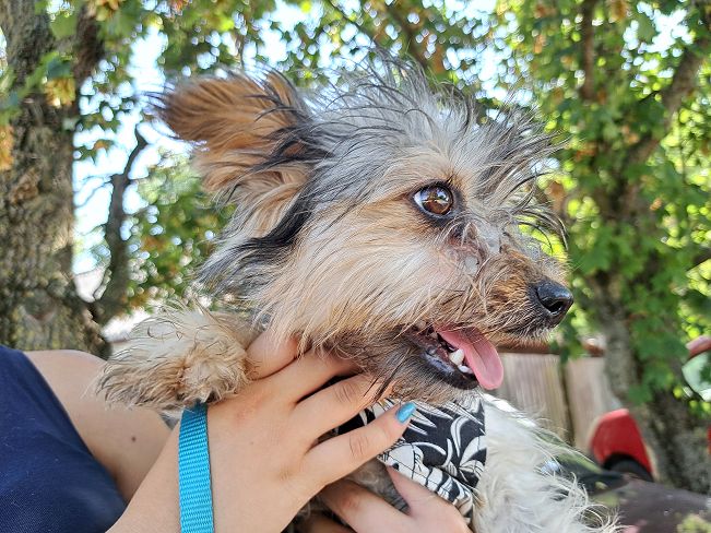 pfotenretterungarn Anahita (9)