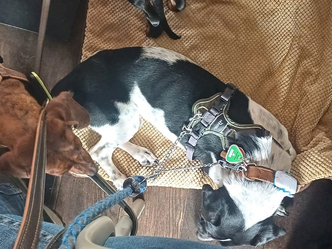 pfotenretterungarn Kony PS (13)