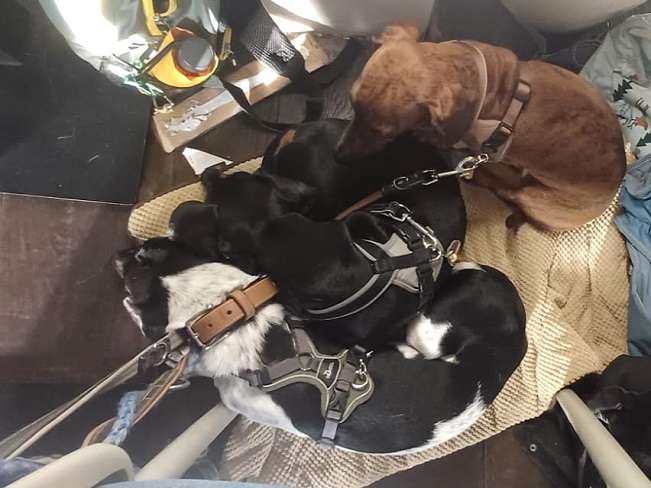 pfotenretterungarn Kony PS (14)