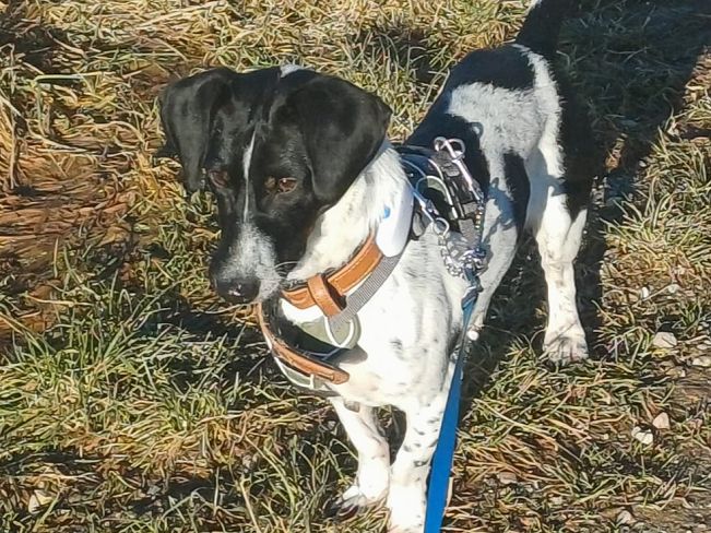 pfotenretterungarn Kony PS (15)