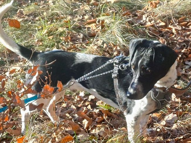 pfotenretterungarn Kony PS (16)