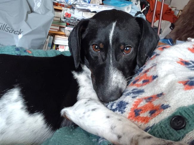 pfotenretterungarn Kony PS (19)